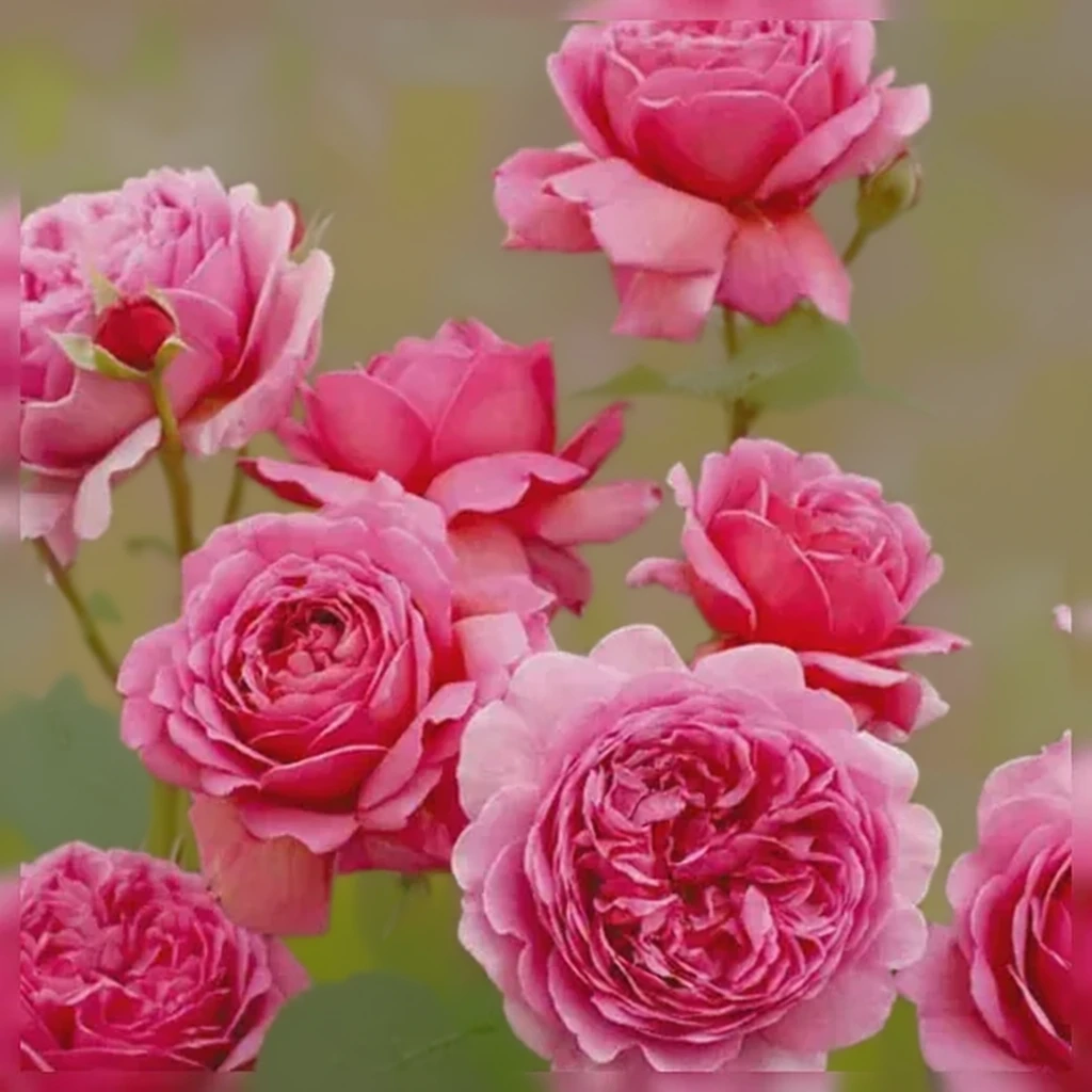 Троянда Принцеса Александра Кентська