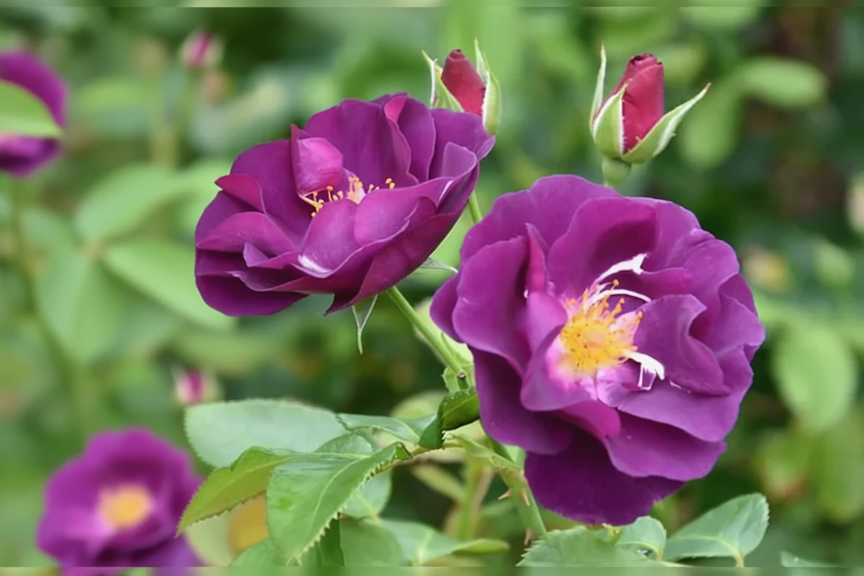 Троянда Рапсоді ін Блю