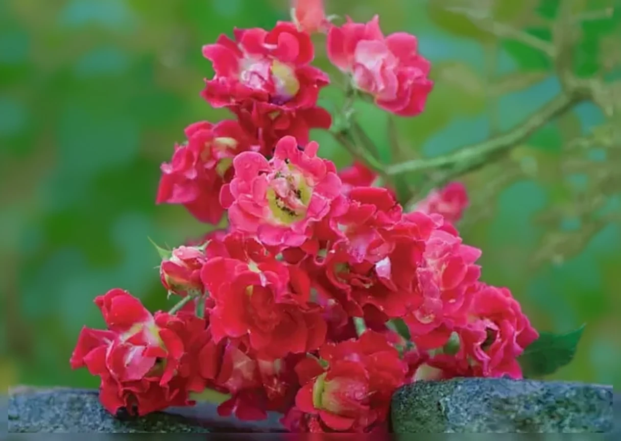 Троянда Ред Дріфт / Rosa Red Drift