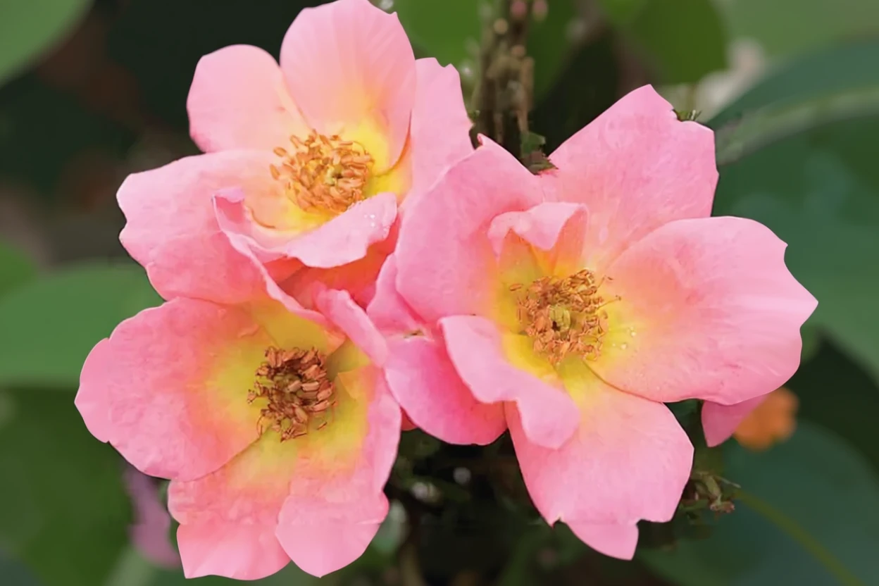 Троянда Рейнбоу Нок Аут