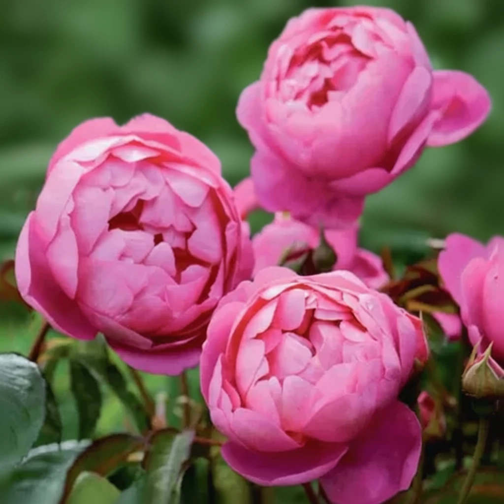 Троянда Роял Джубілі / Rosa Royal Jubilee