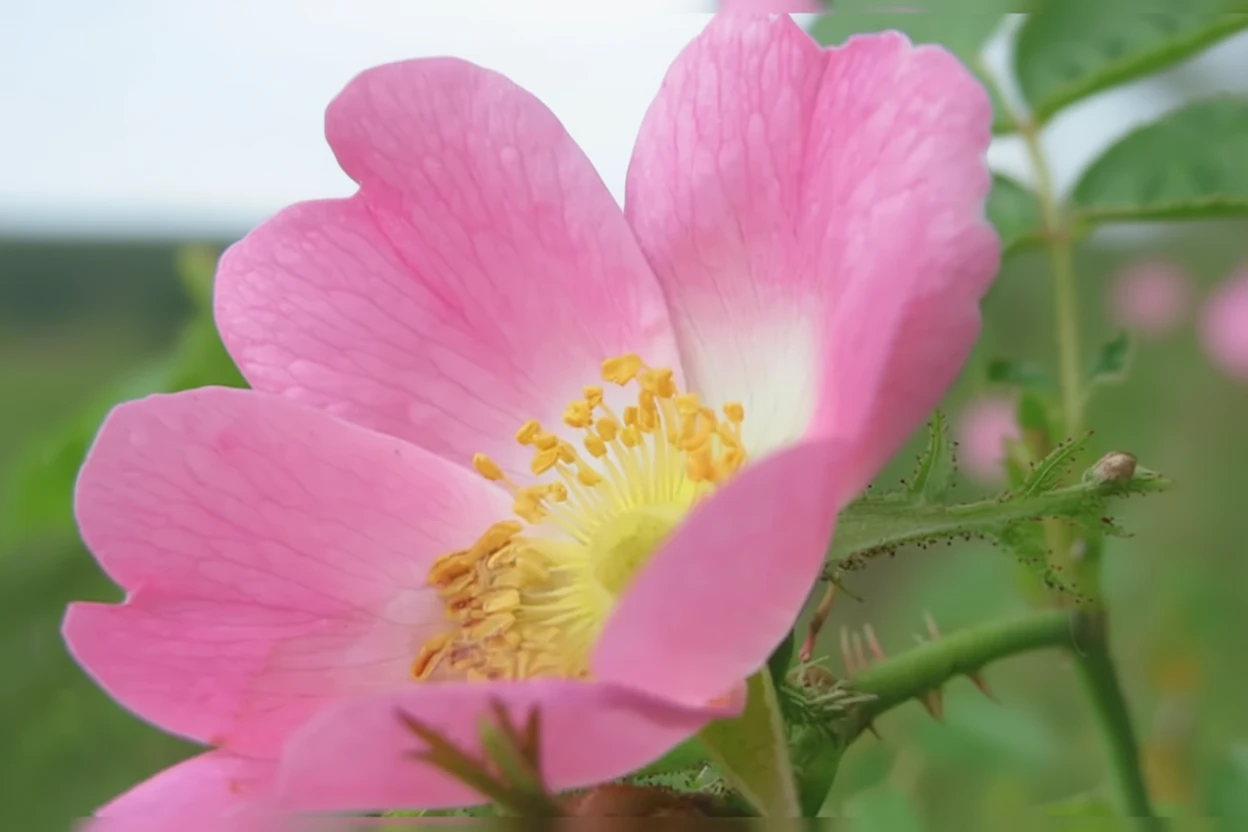 Троянда рубігіноза