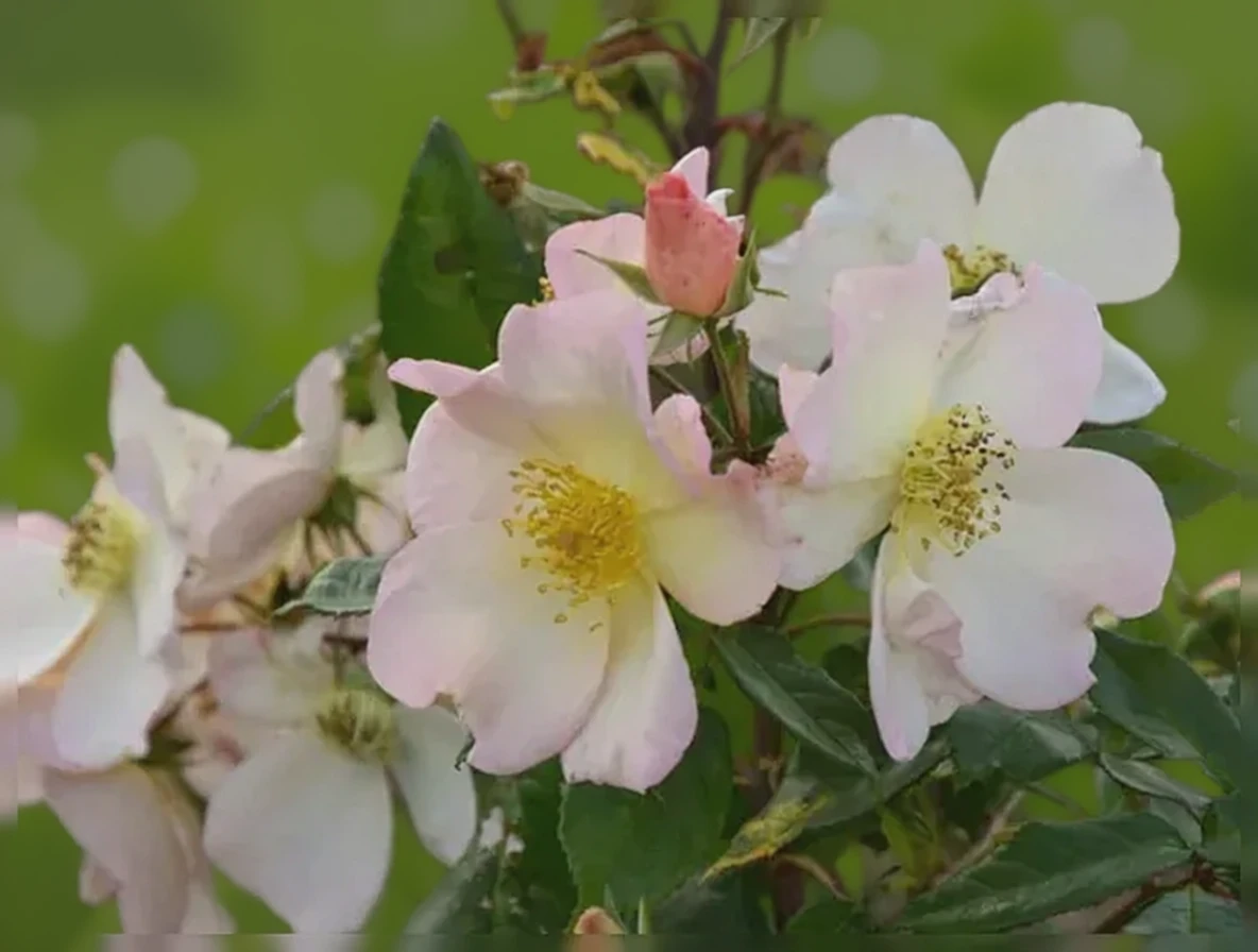 Троянда Саллі Холмс
