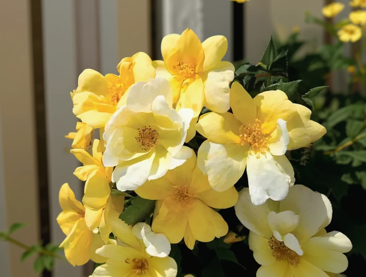 Троянда Санні Нок Аут