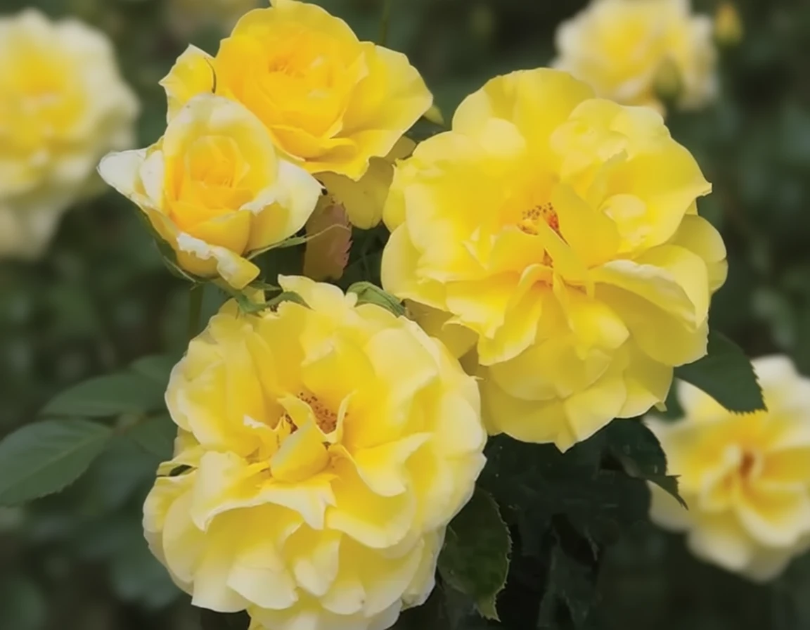 Троянда Санспрайт / Rosa Sunsprite