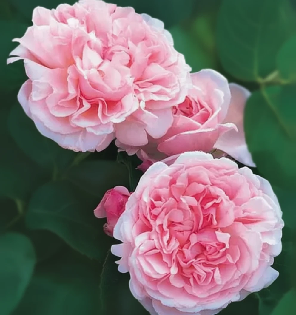 Троянда Сент Світун / Rosa St Swithun