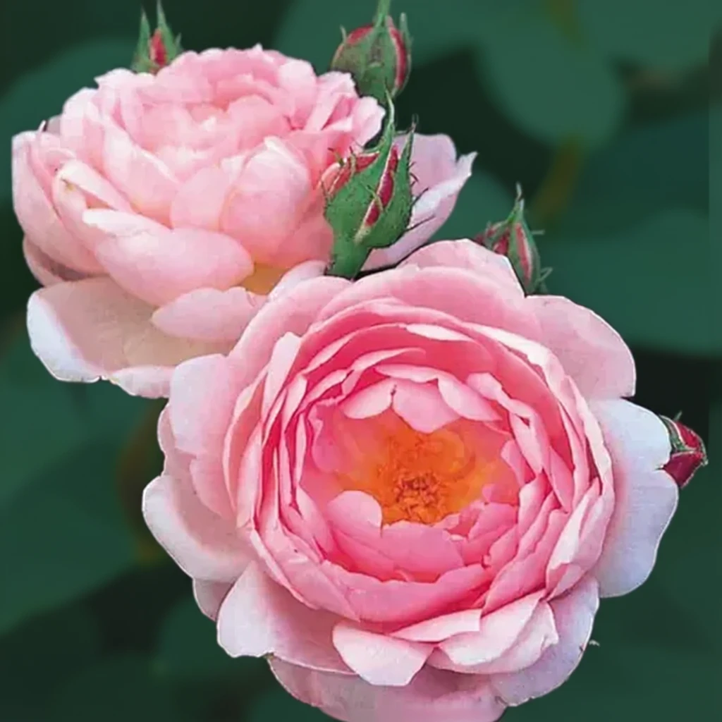 Троянда Септерд Айл