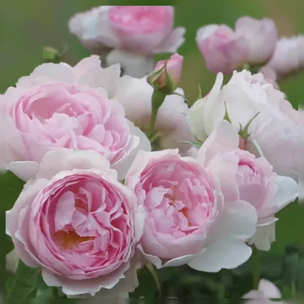 Троянда Септерд Айл