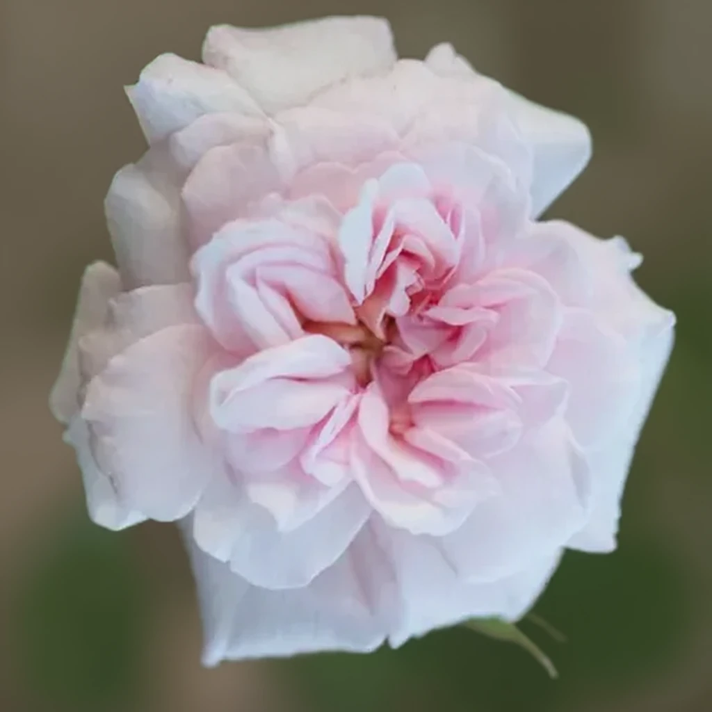 Троянда Сесіль Бруннер / Rosa Cecile Brunner