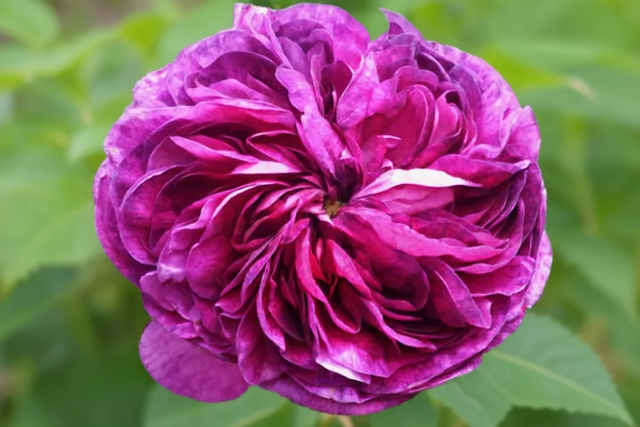 Троянда Шарль де Мілль / Rosa Charles de Mills