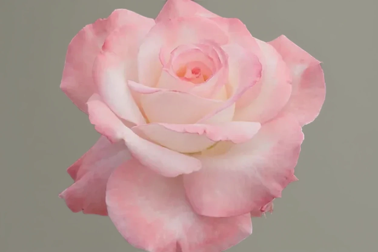 Троянда Сікрет