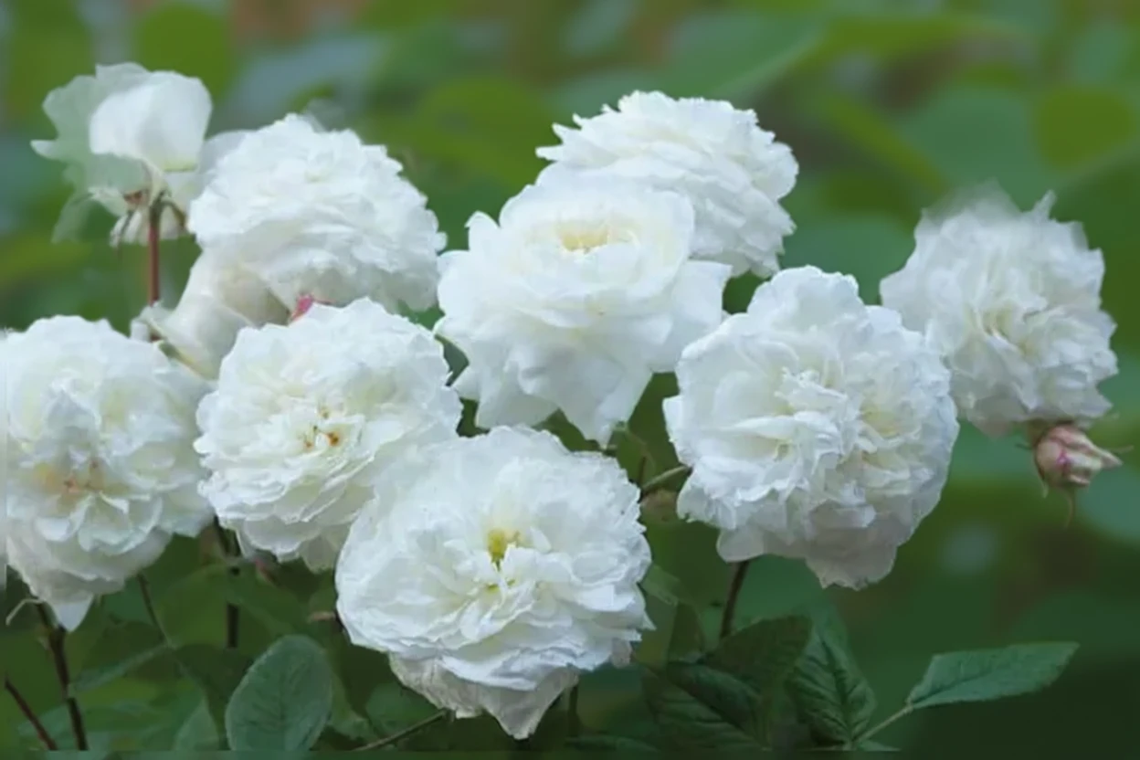 Троянда Сьюзен Вільямс-Елліс / Rosa Susan Williams-Ellis