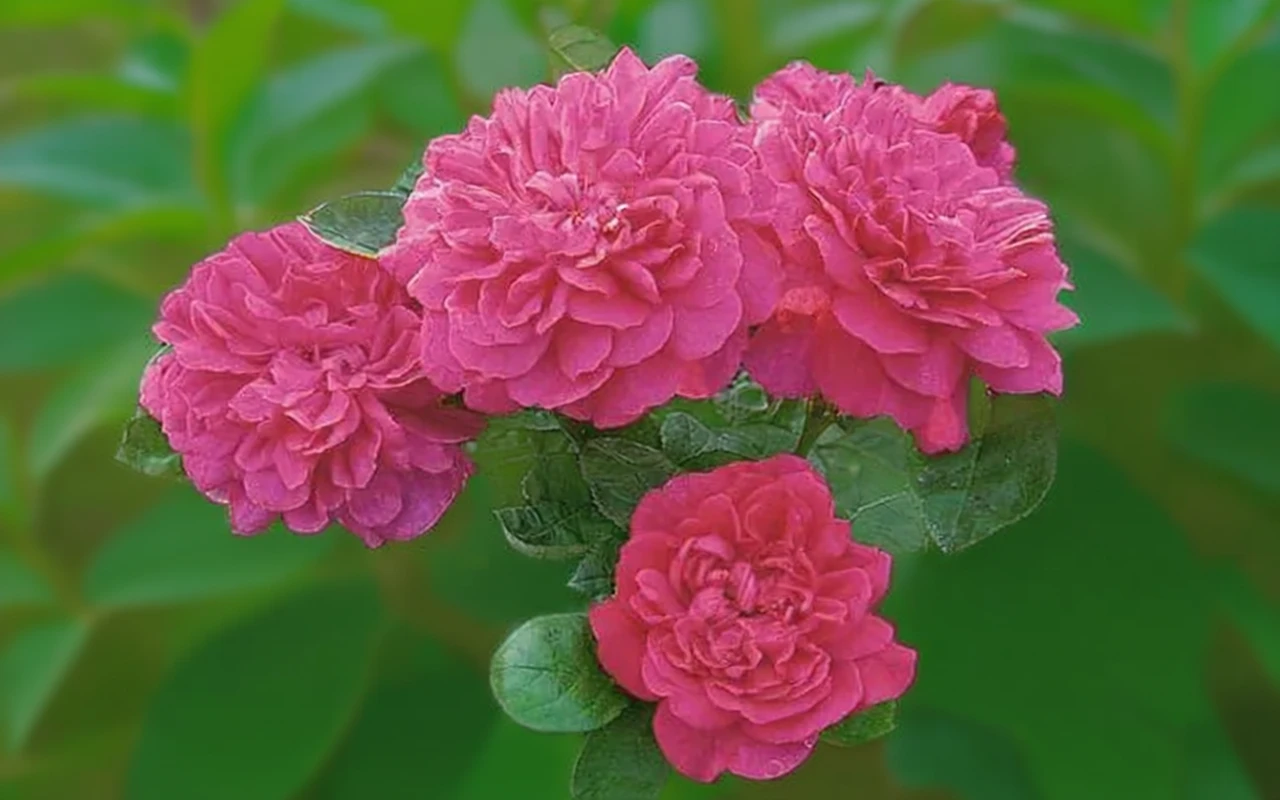 Троянда Софі Роуз