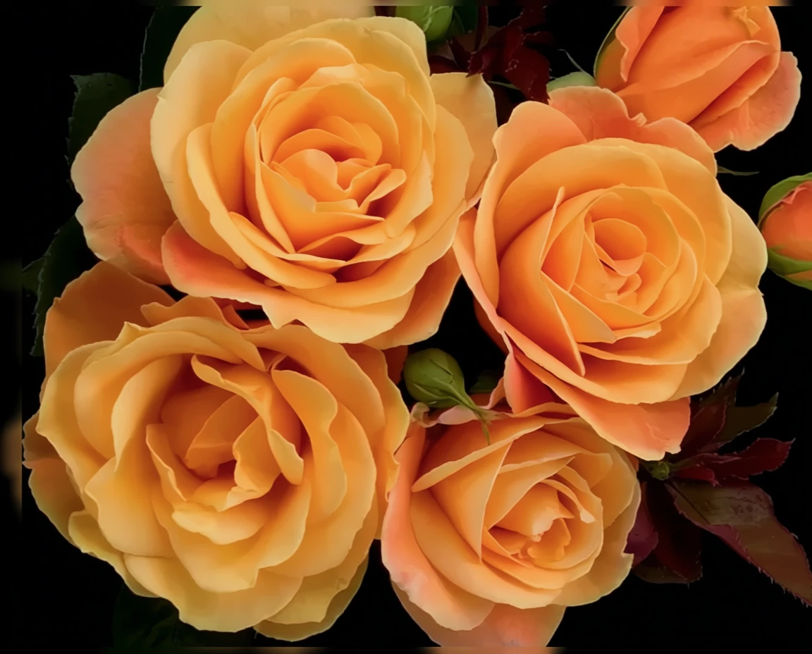 Троянда Страйк Іт Річ / Rosa Strike It Rich