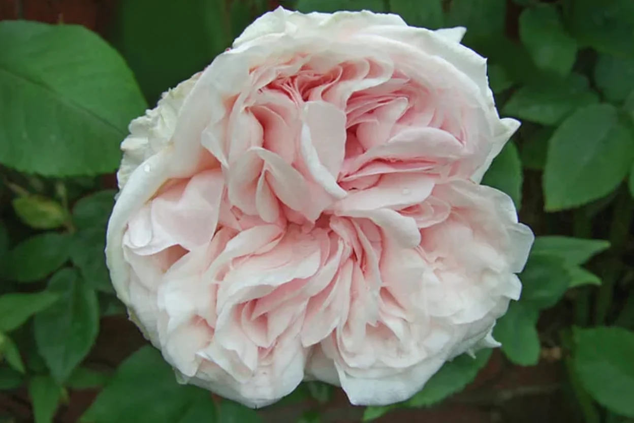 Троянда Сувенір де ла Мальмезон