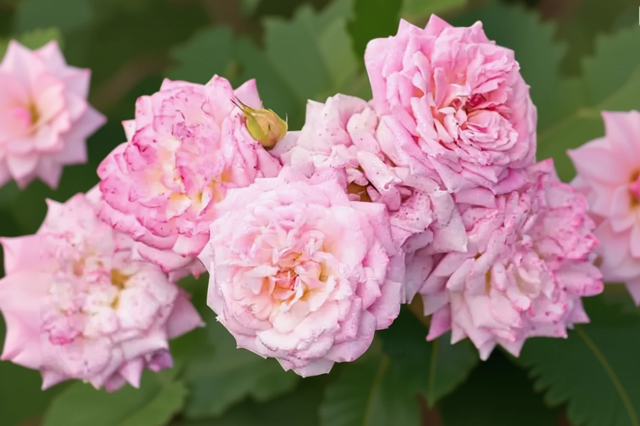 Троянда Світ Дріфт / Rosa Sweet Drift