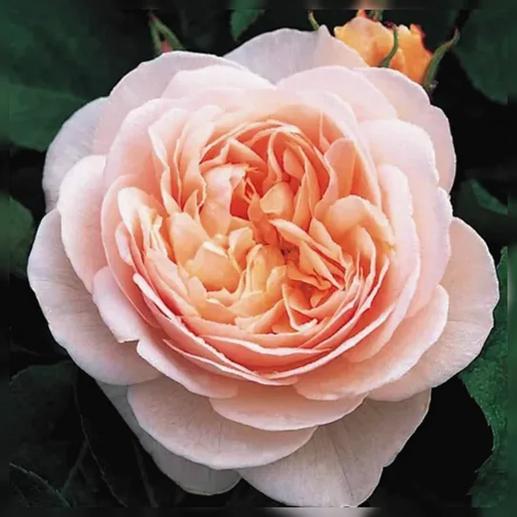 Троянда Світ Джулієт / Rosa Sweet Juliet