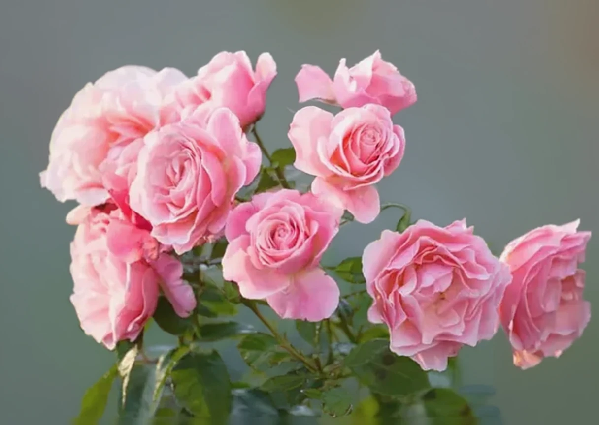 Троянда Тіклд Пінк