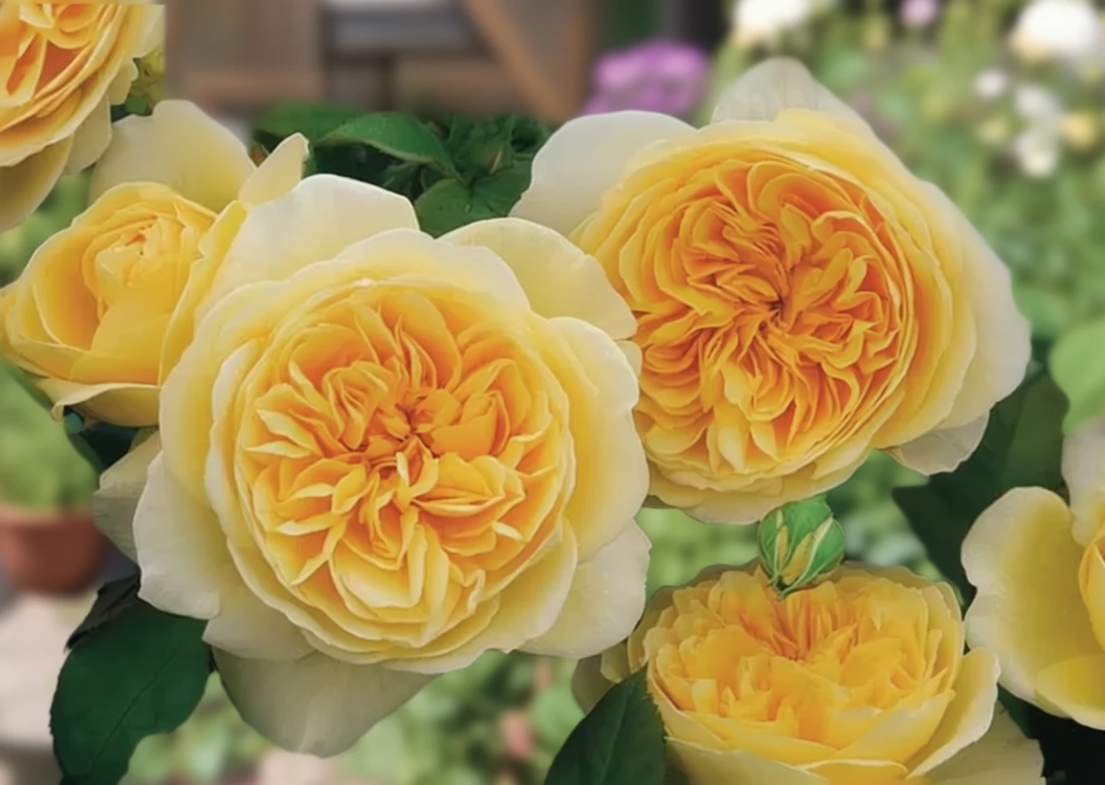 Троянда Тізінг Джорджія / Rosa Teasing Georgia