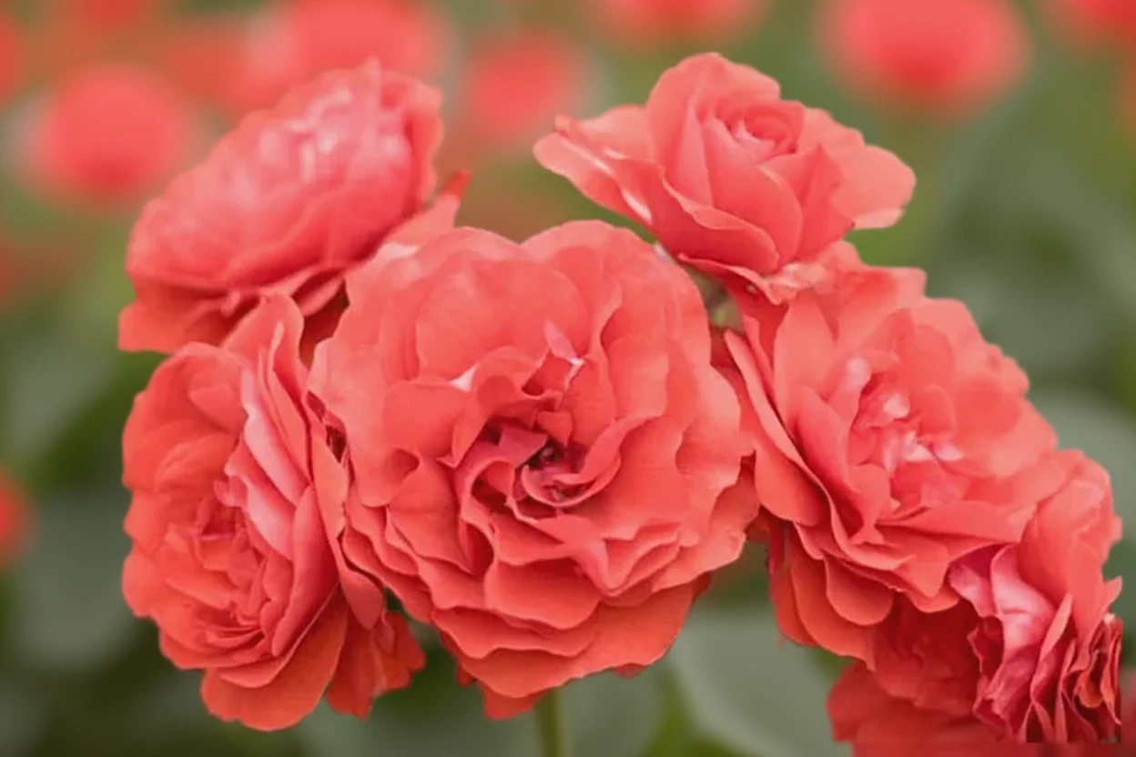 Троянда Трампетер / Rosa Trumpeter