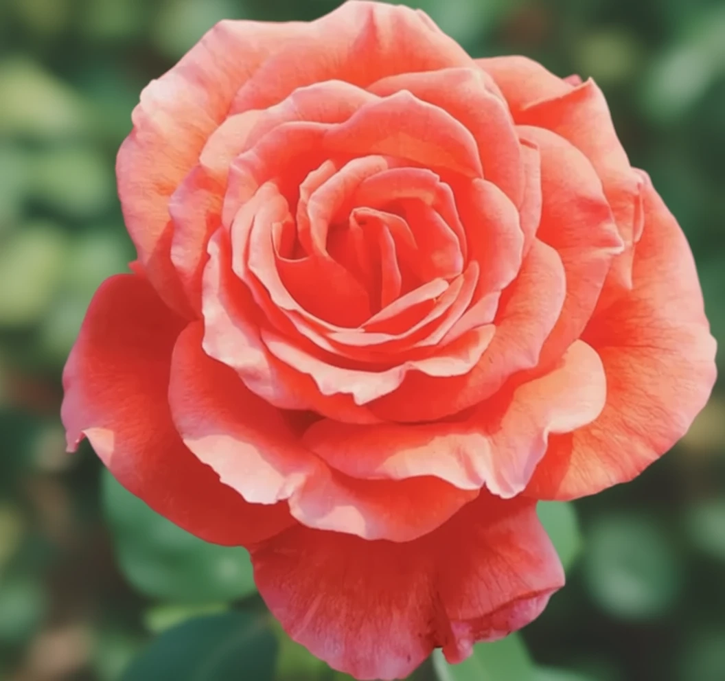 Троянда Тропікана / Rosa Tropicana