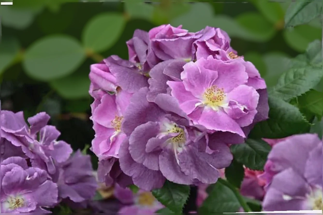 Троянда Вайльхенблау / Rosa Veilchenblau