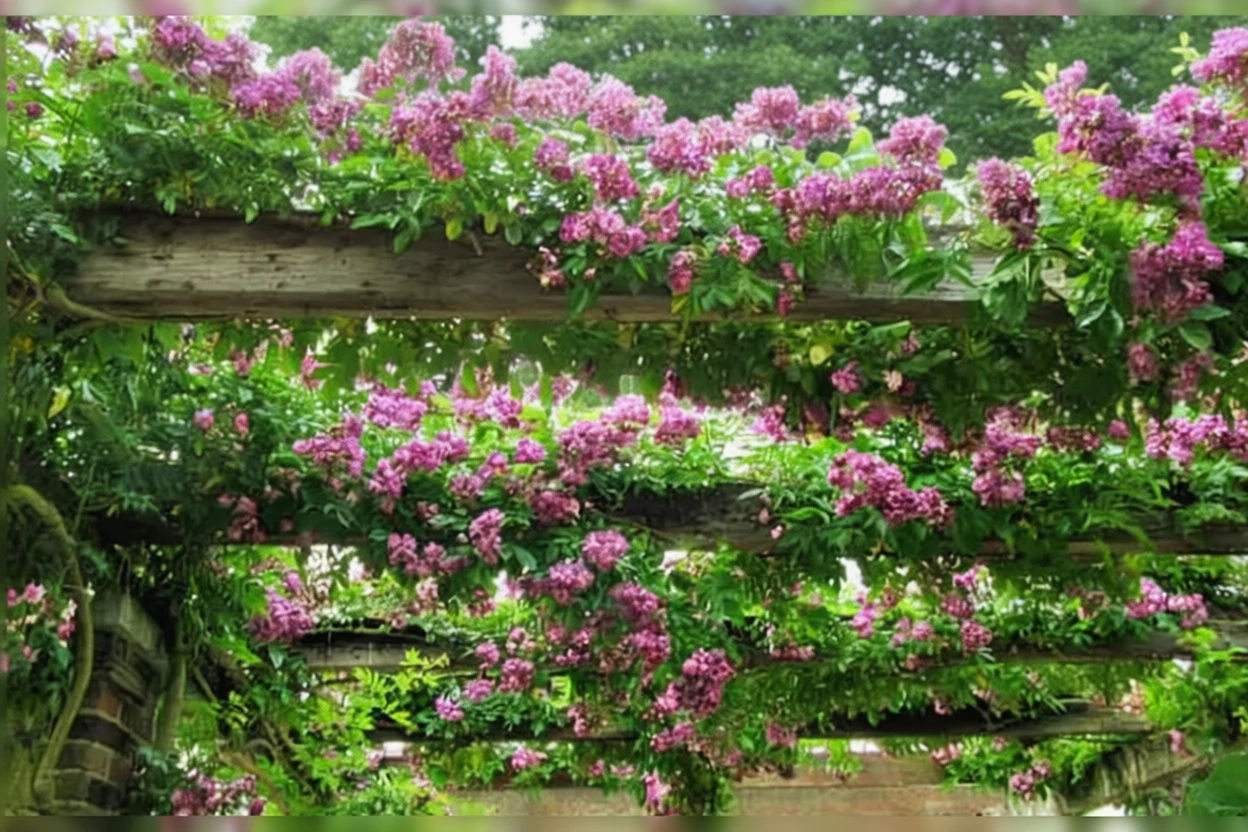 Троянда Вайльхенблау