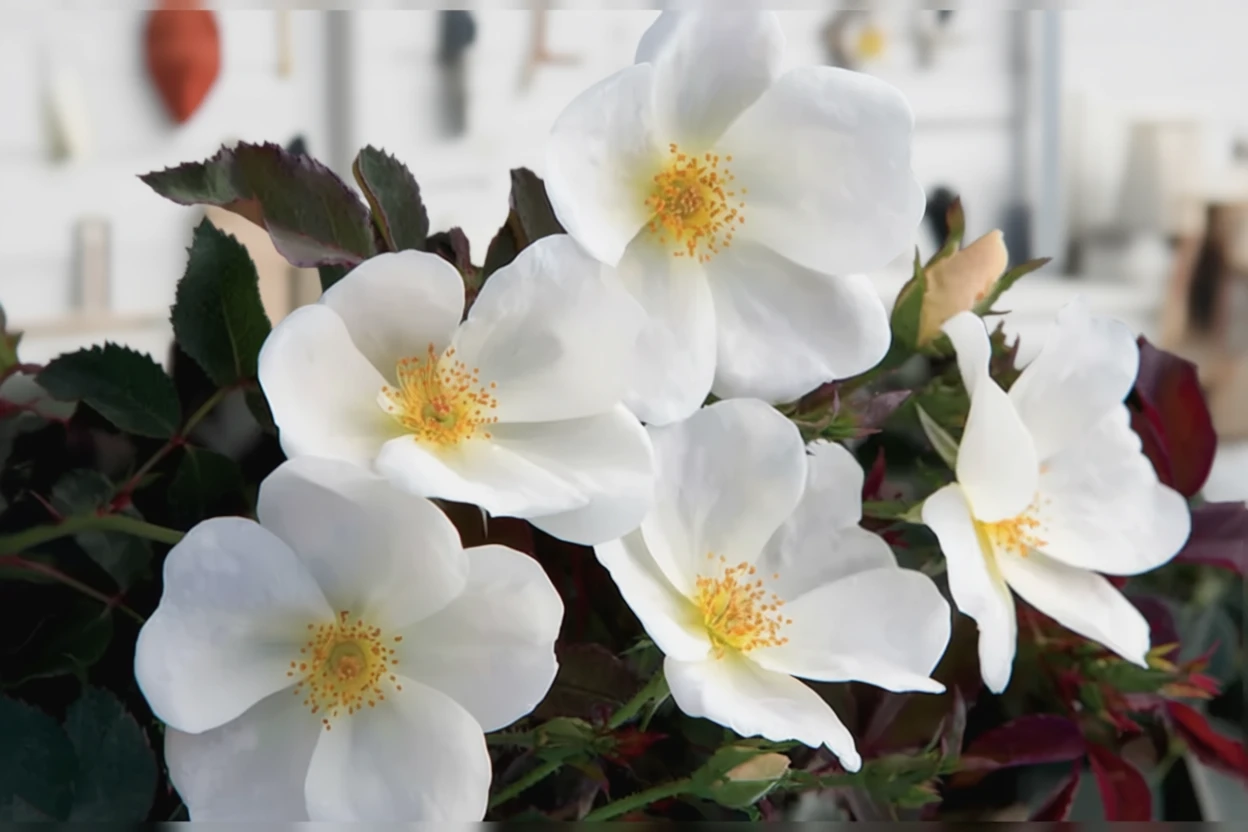 Троянда Вайт Нок Аут