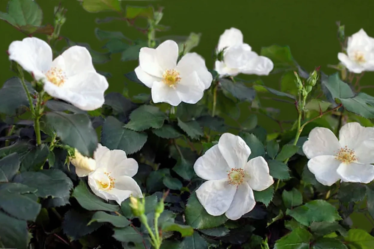 Троянда Вайт Нок Аут