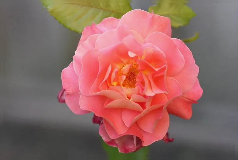 Троянда Вестерленд