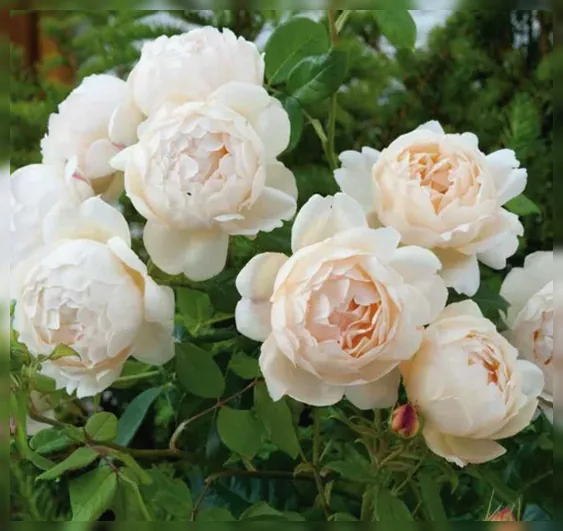 Троянда Воллертон Олд Холл