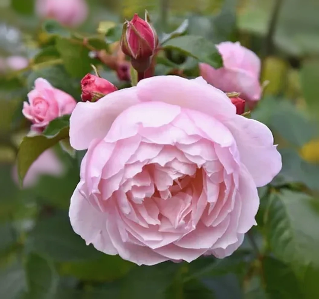 Троянда Зе Дженерос Гарденер / Rosa The Generous Gardener