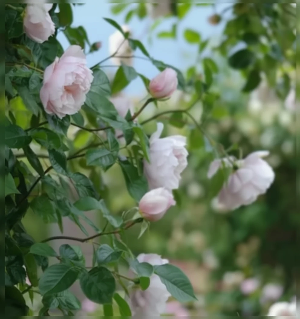 Троянда Зе Дженерос Гарденер