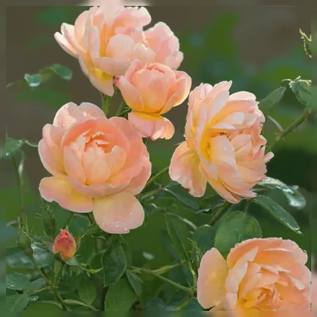 Троянда Зе Ларк Асендинг