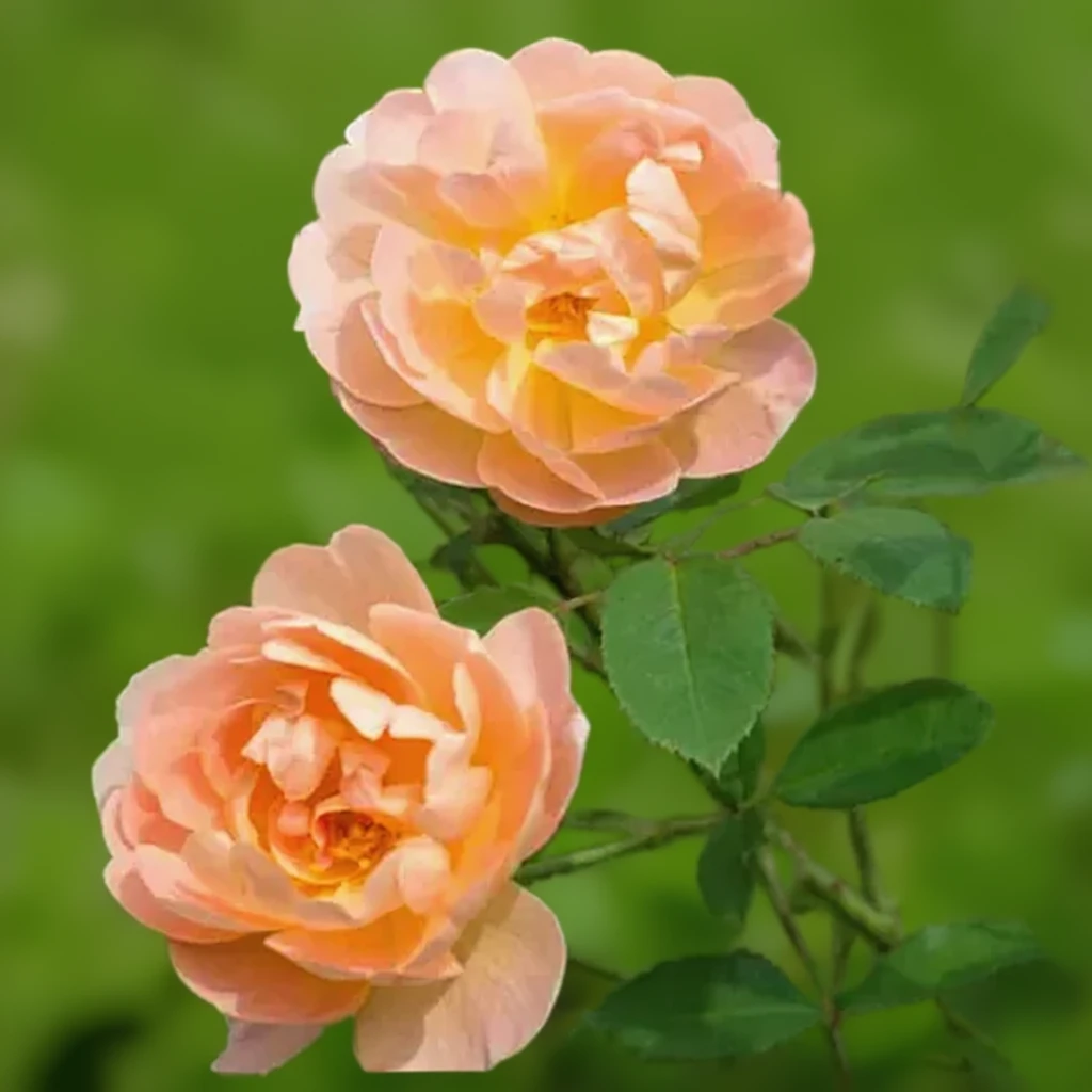 Троянда Зе Ларк Асендинг