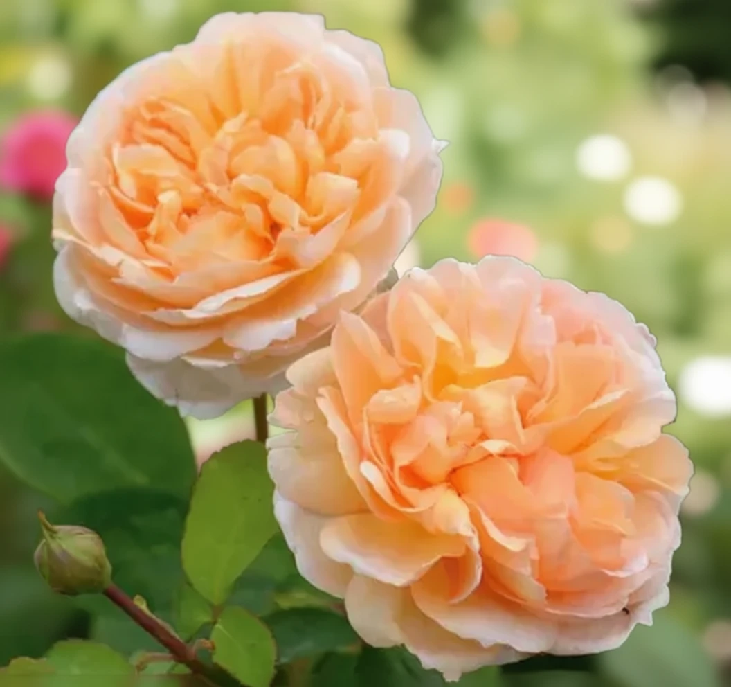 Троянда Зе Леді Гарденер / Rosa The Lady Gardener