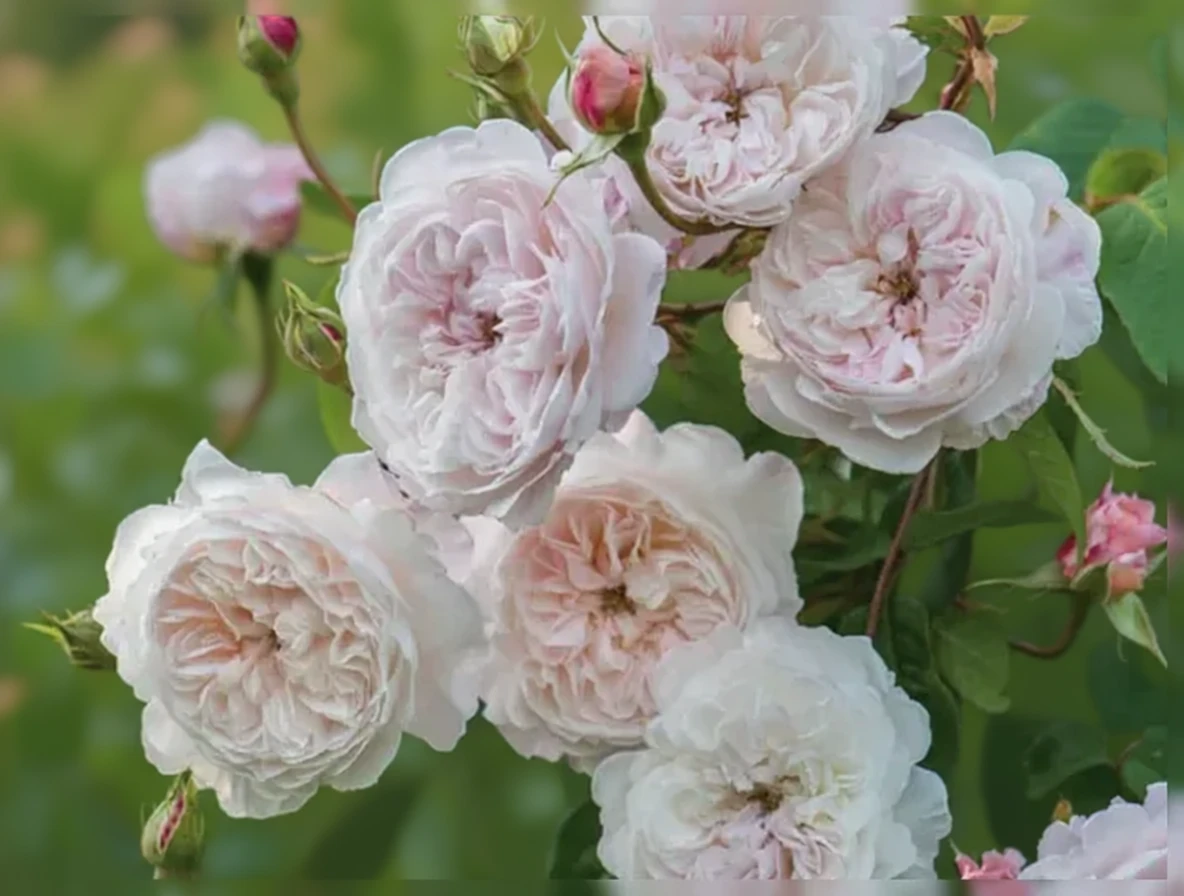 Троянда Зе Олбрайтон Рамблер / Rosa The Albrighton Rambler