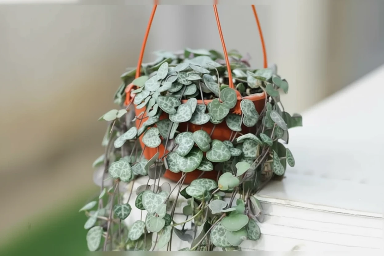 Церопегія Вуда