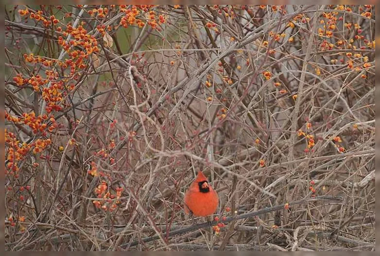 Ціластр обвитий / Celastrus scandens