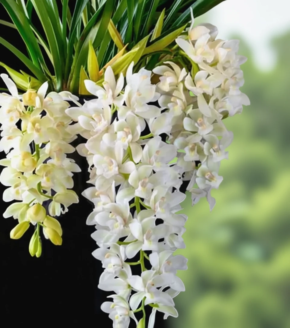 Цимбідіум Сара Джин «Айс Каскейд» / Cymbidium Sarah Jean gx Ice Cascade