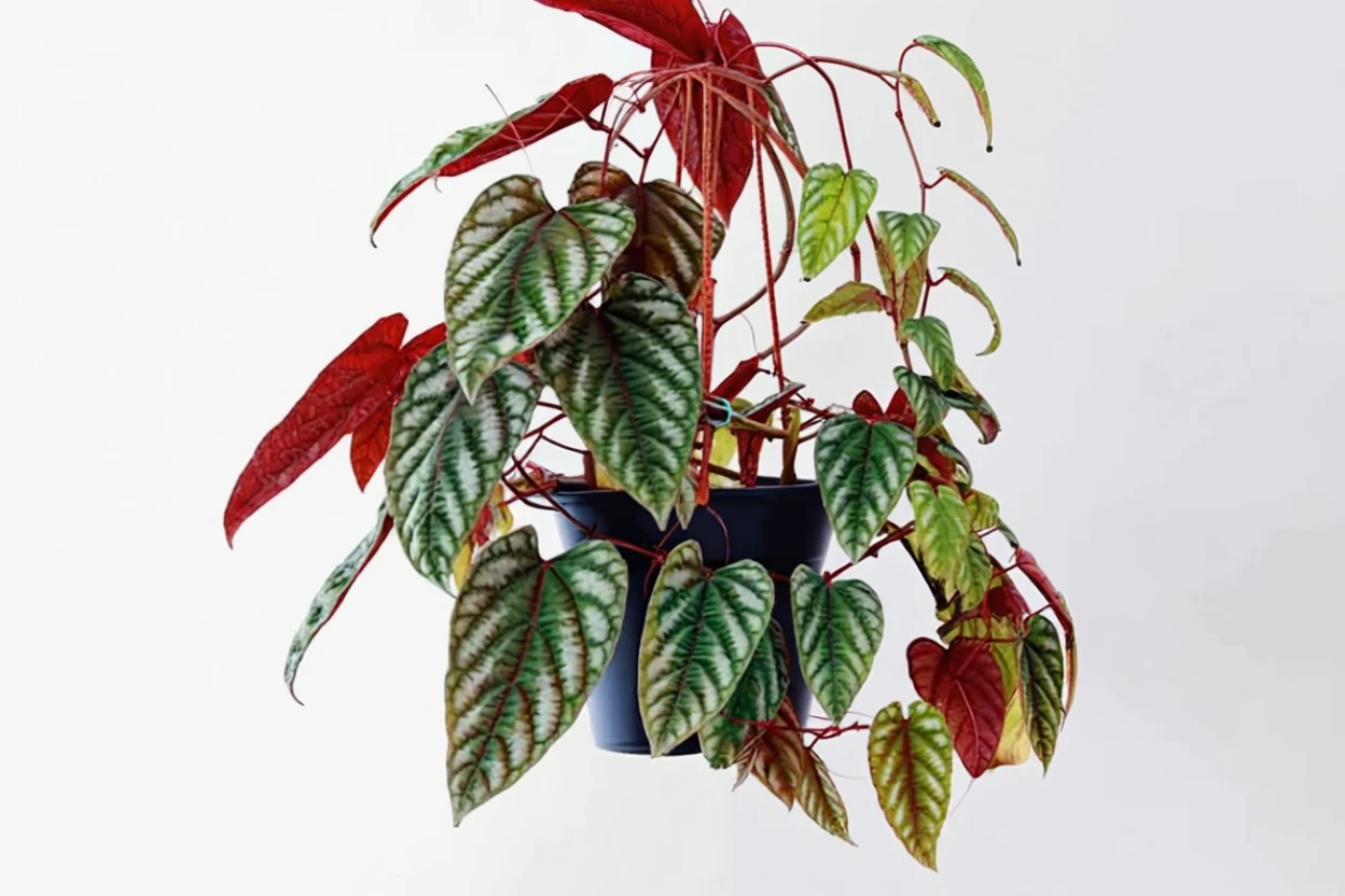 Цисус різнобарвний