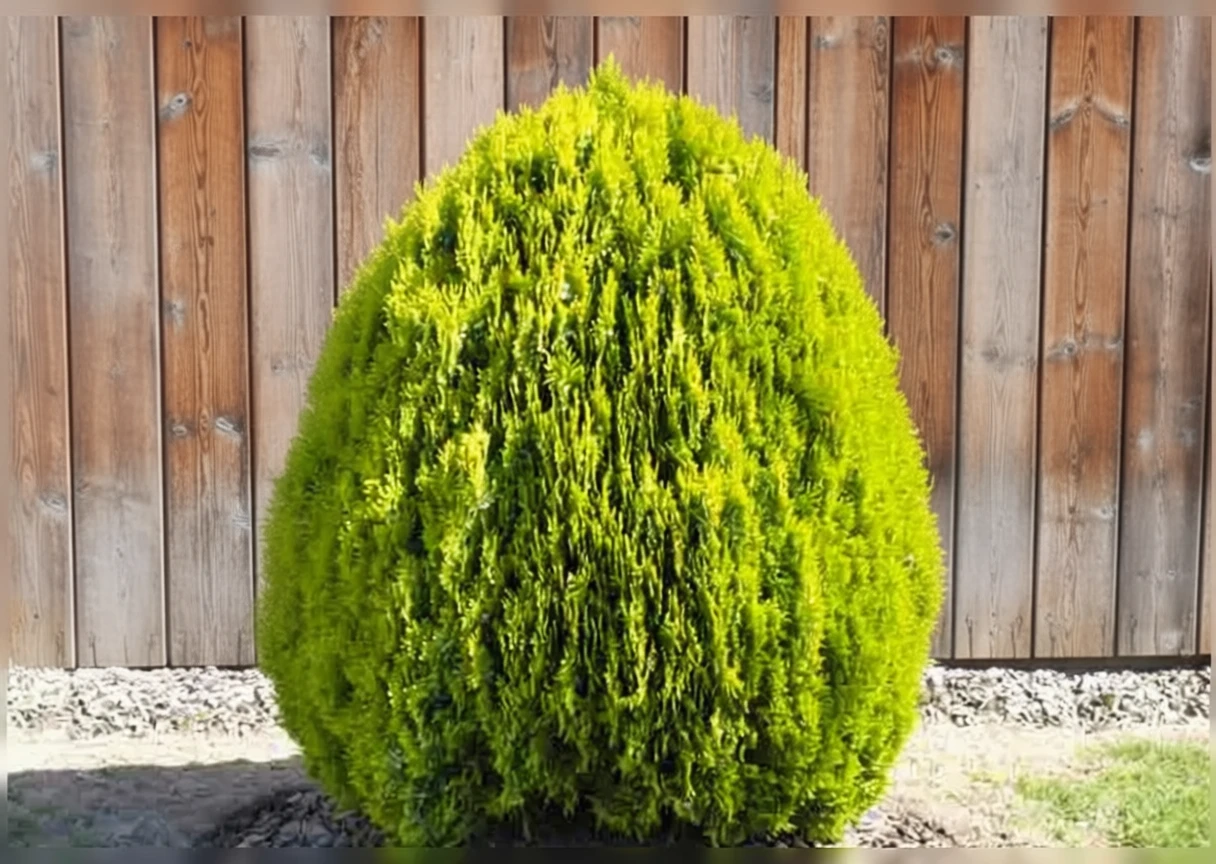 Туя східна Нана Ауреа / Thuja orientalis Nana Aurea
