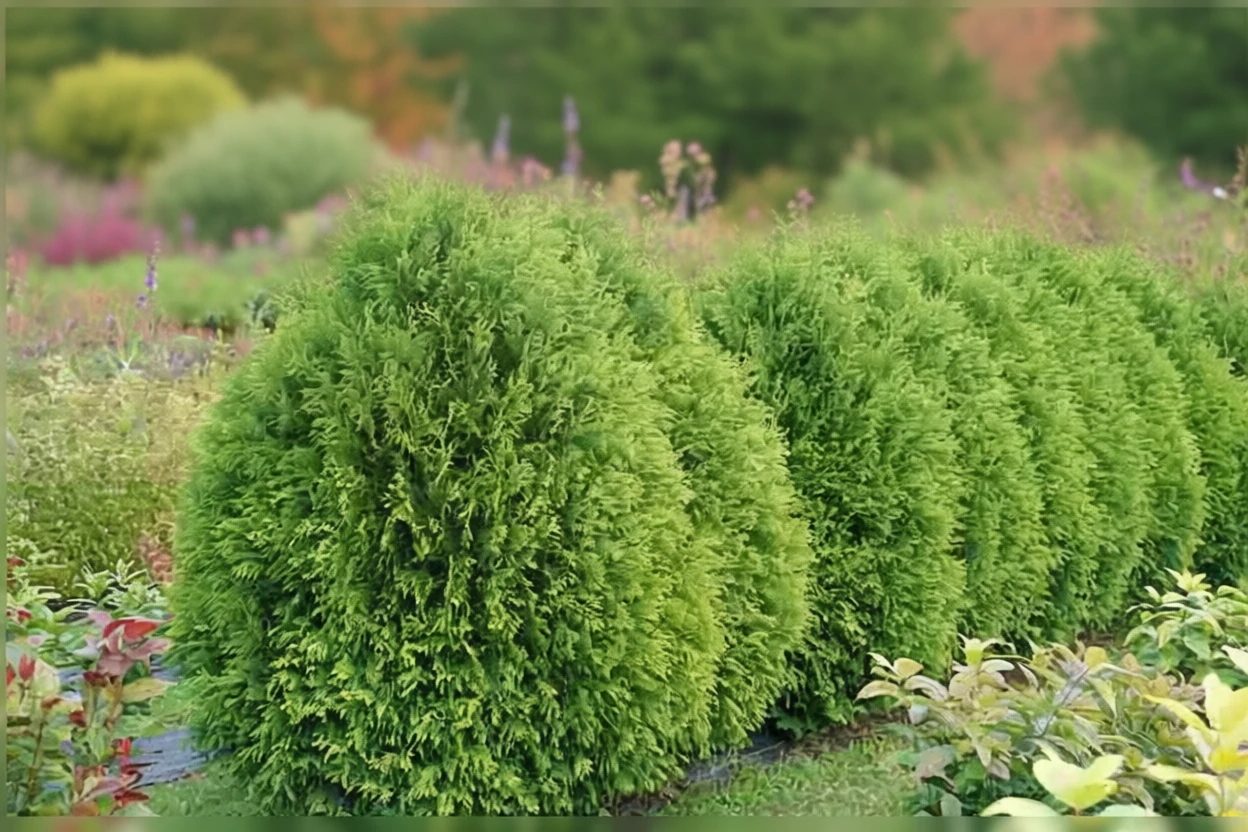 Туя західна Чір Дропс / Thuja occidentalis Cheer Drops