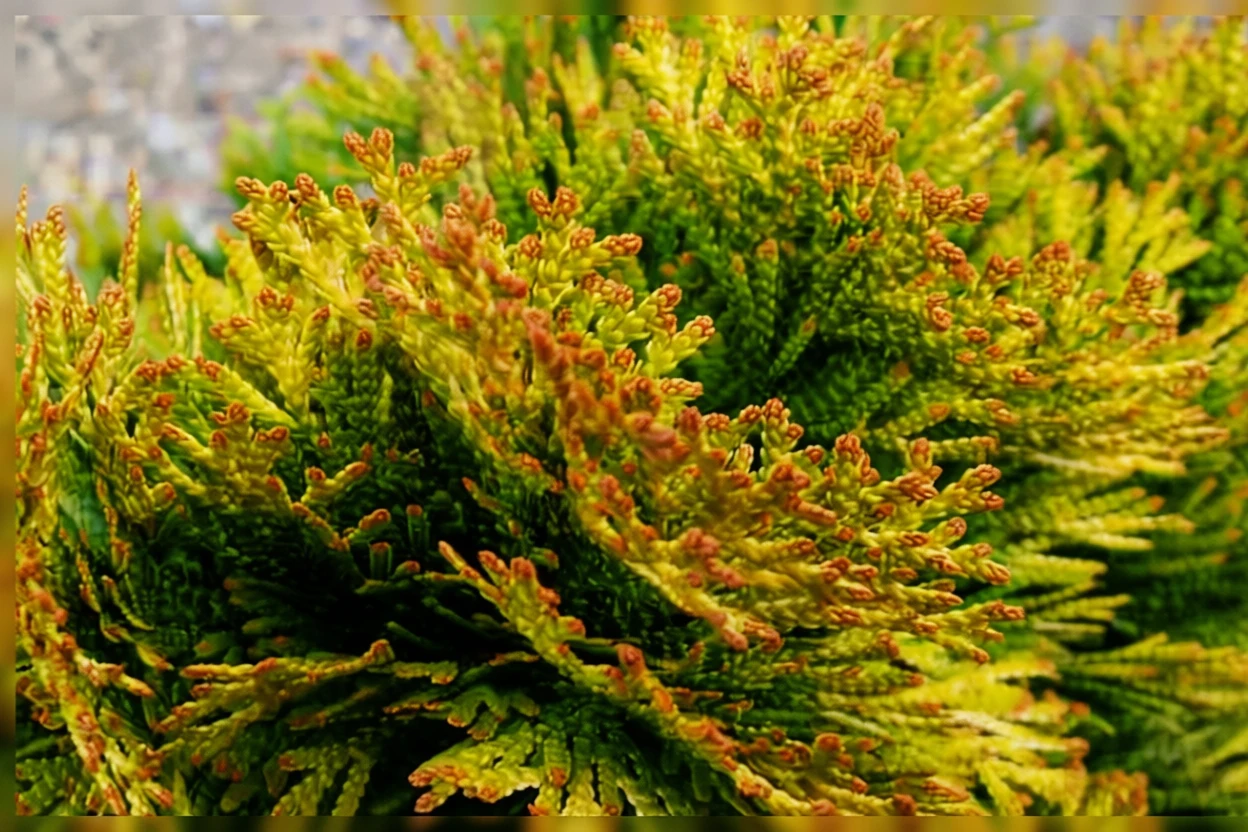 Туя західна Джанет Голд