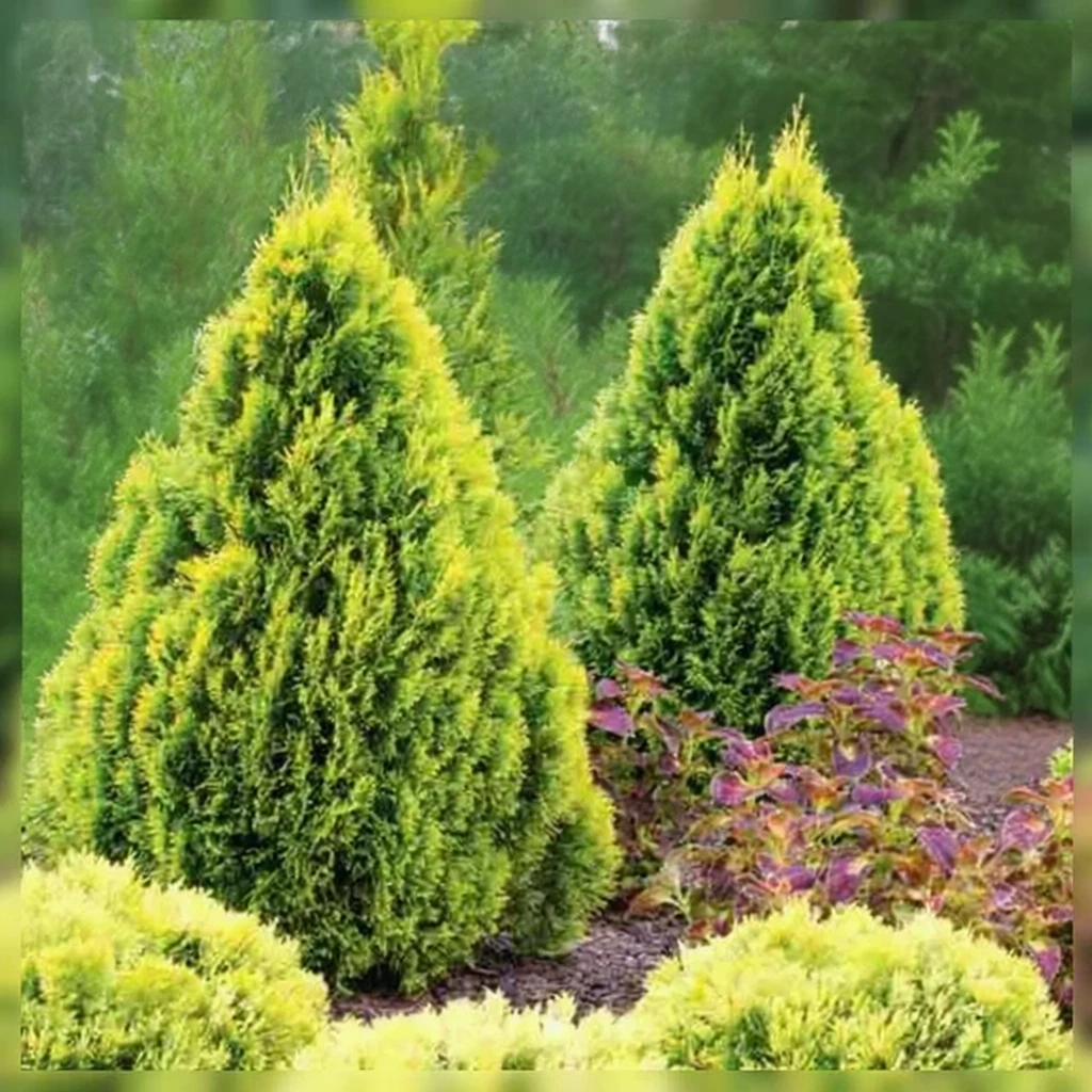 Туя західна Філіпс Меджик Момент / Thuja occidentalis Filips Magic Moment