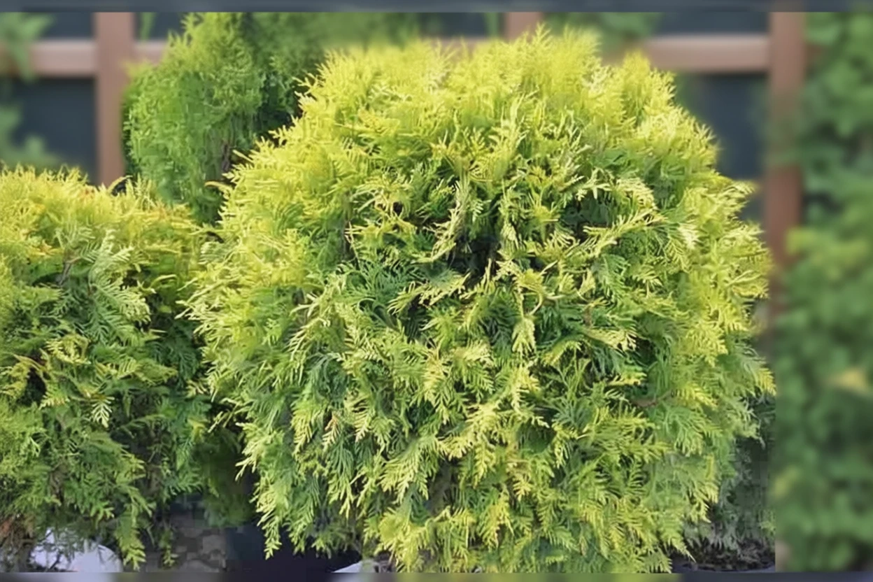 Туя західна Голден Глоб / Thuja occidentalis Golden Globe