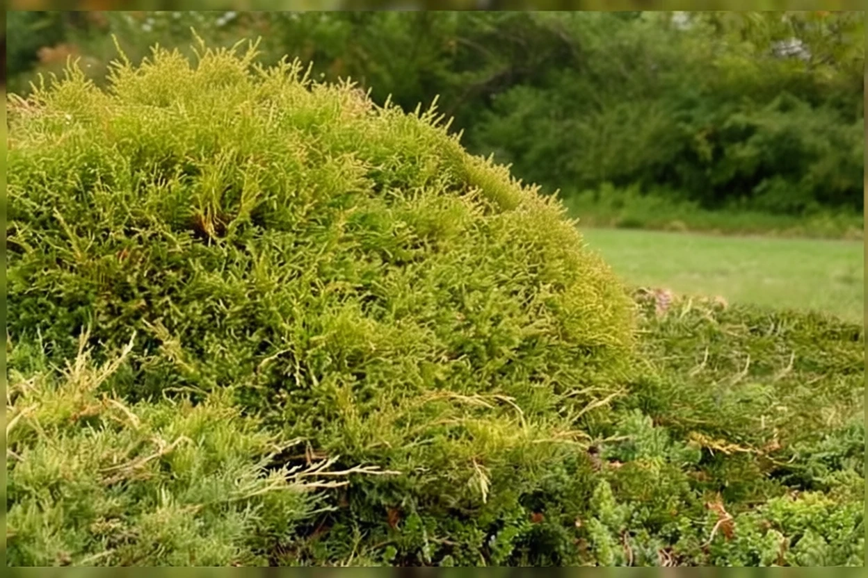 Туя західна Містер Боулінг Бол