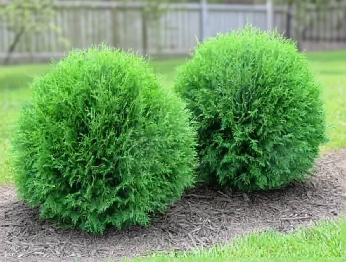 Туя західна Планет Ерс / Thuja occidentalis Planet Earth
