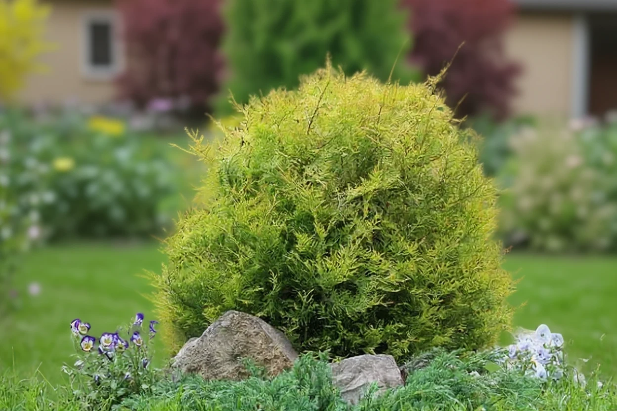 Туя західна Рейнголд / Thuja occidentalis Rheingold
