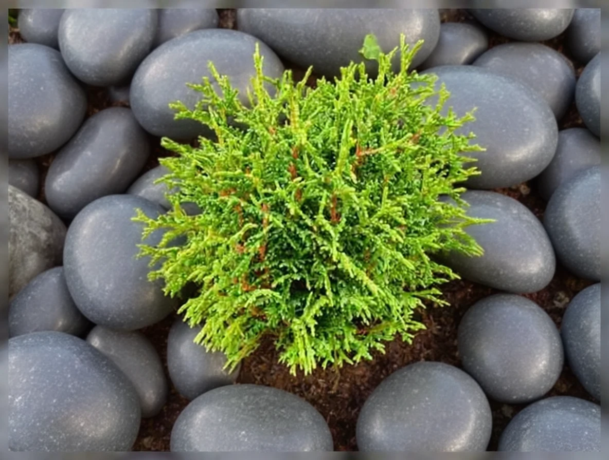 Туя західна Тіні Тім / Thuja occidentalis Tiny Tim